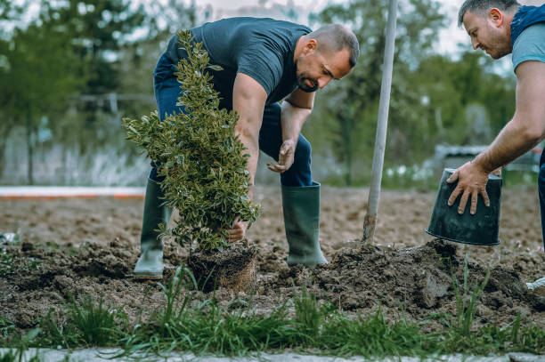 Best Tree Clearing Services  in Trinity, TX